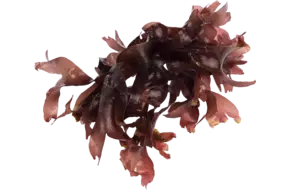 Dulse zeewier (vers) 40gr